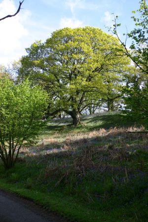 Lochwood plantation