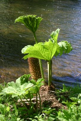 portrack_gardens