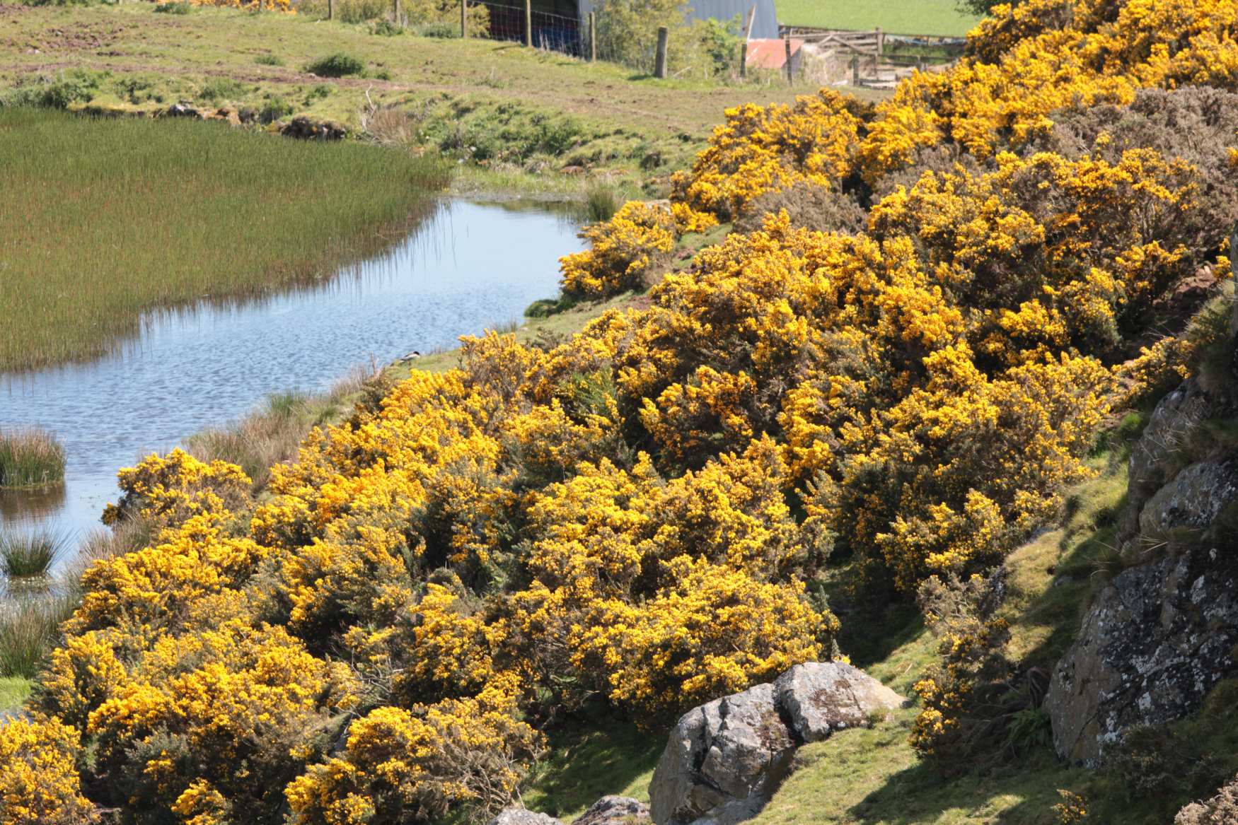 Smailholm tower house