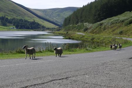 View at St Marys Loch 2005